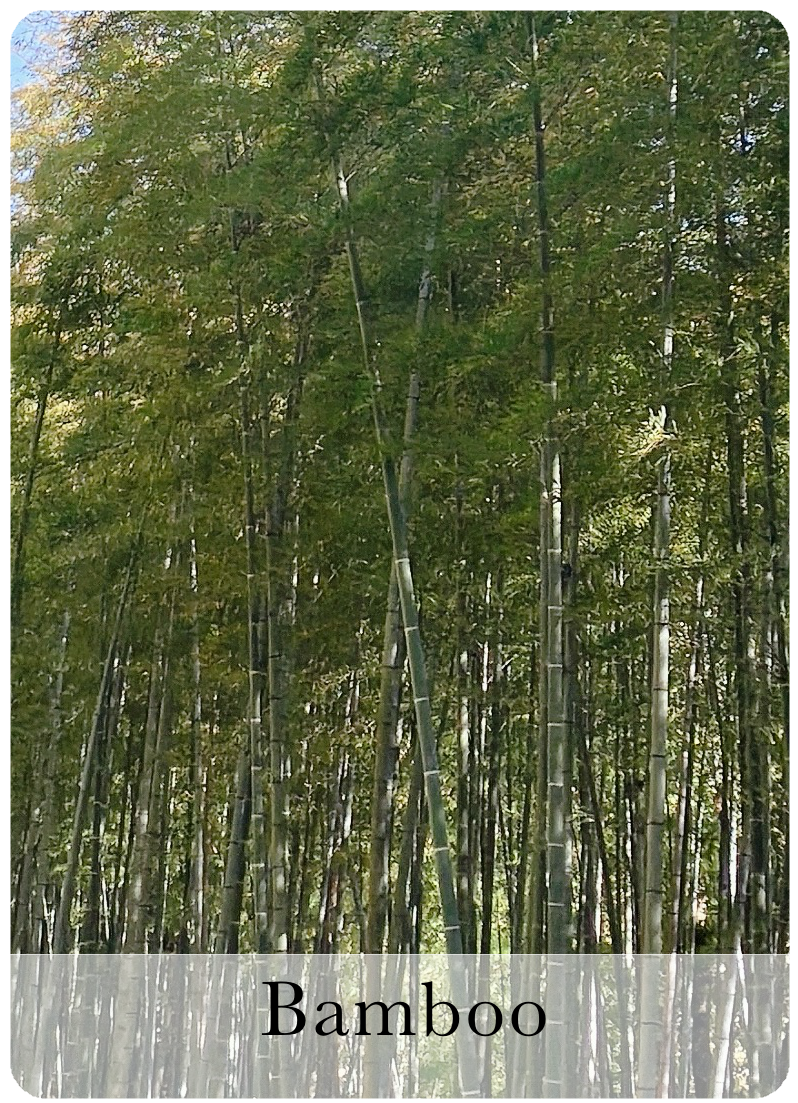 Bamboo