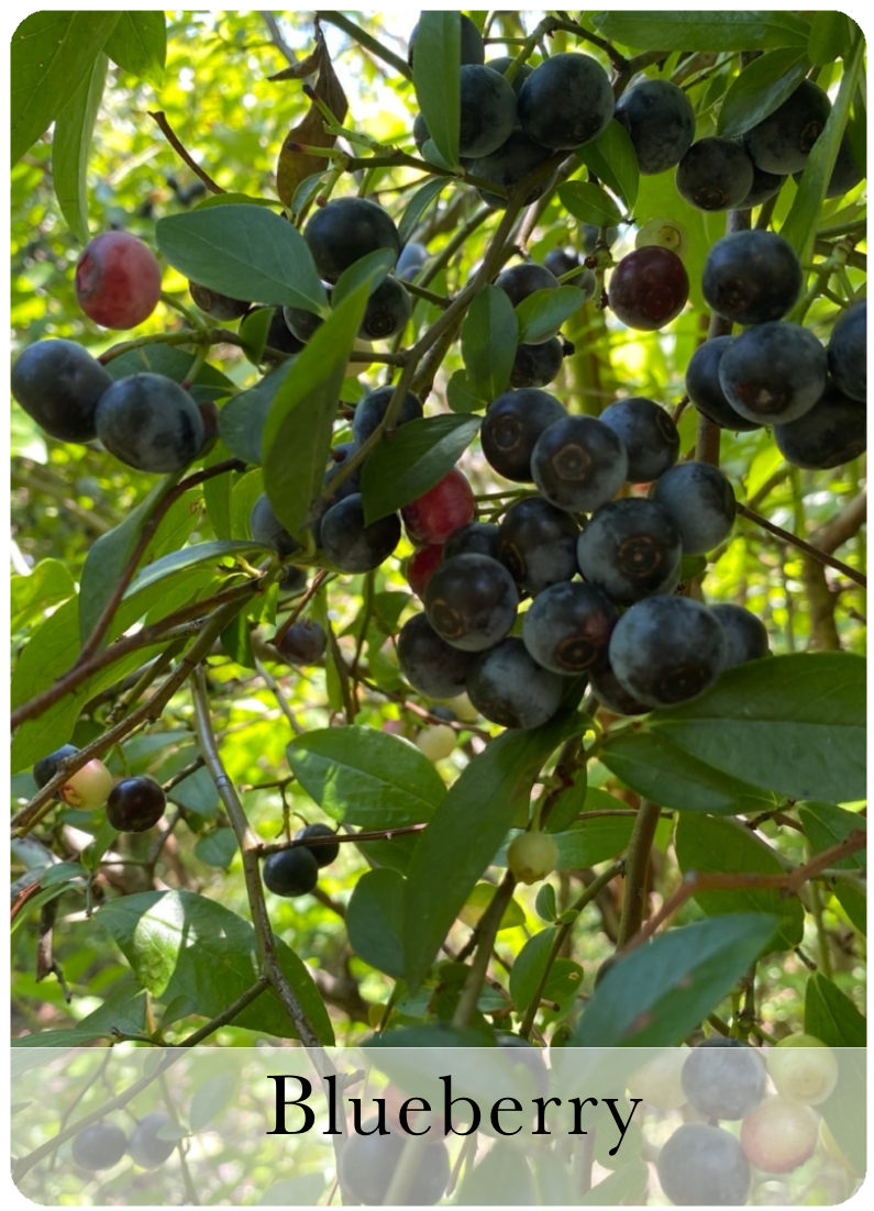 Blueberry