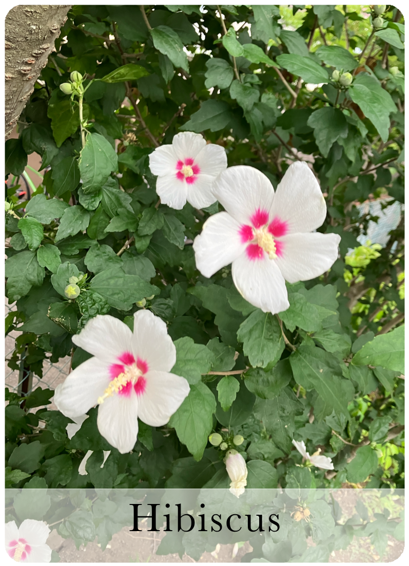 Hibiscus