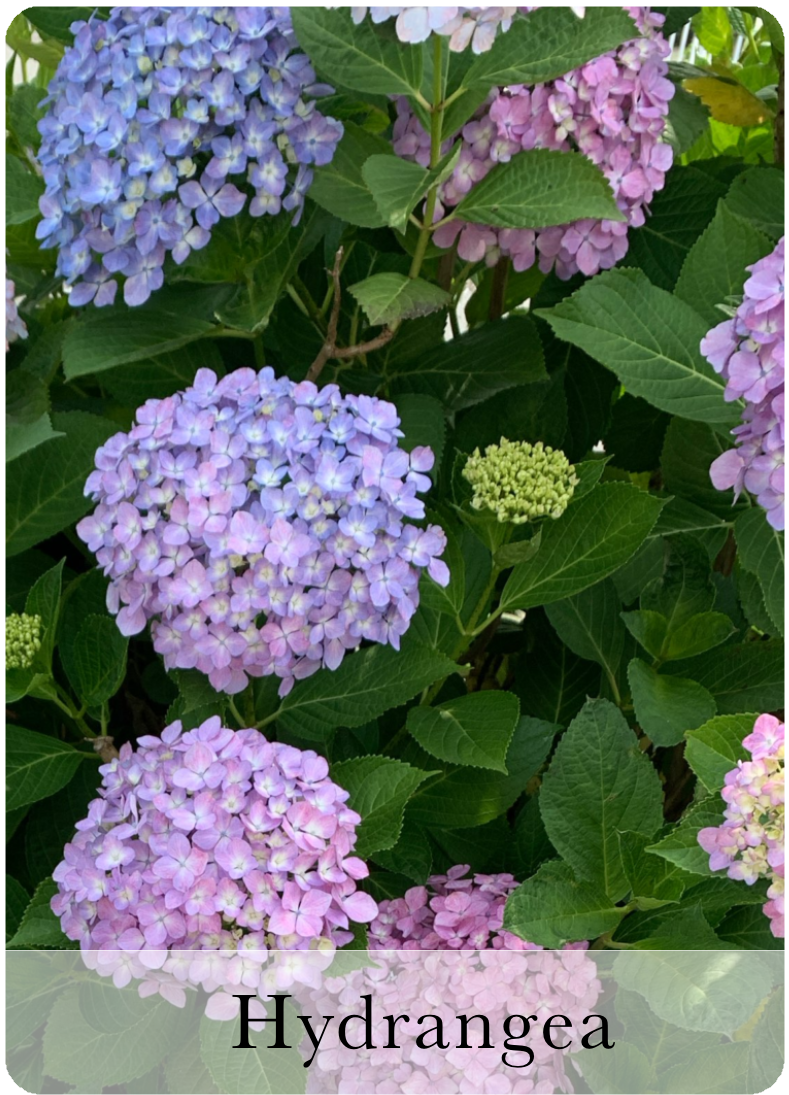 Hydrangea