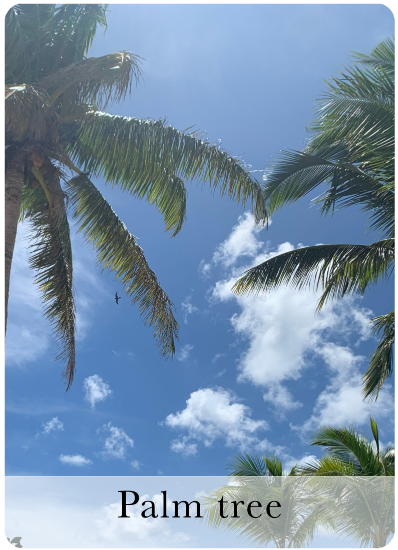 Palm Tree